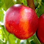 Саженец нектарин Фантазия в контейнере